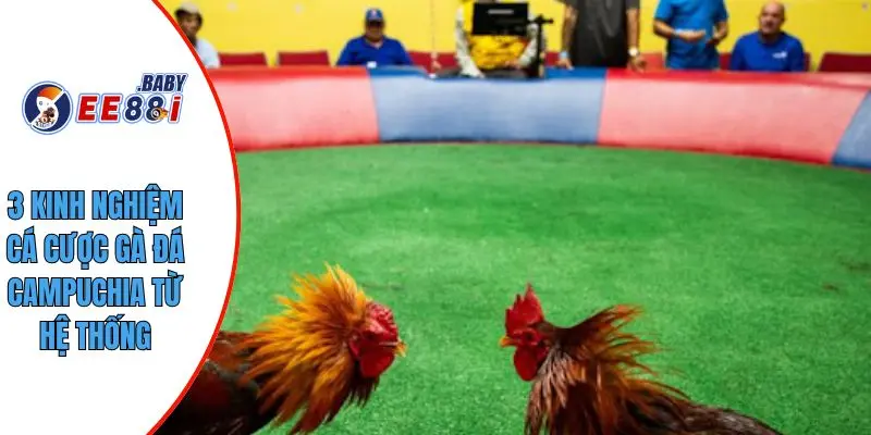 3 kinh nghiệm cá cược gà đá campuchia từ hệ thống