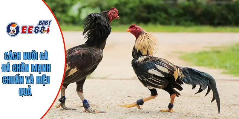 Cách nuôi gà đá chân mạnh chuẩn và hiệu quả 