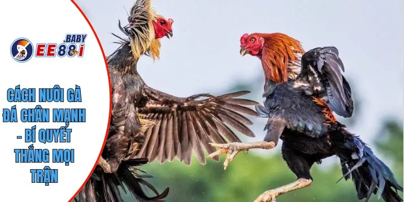 Cách Nuôi Gà Đá Chân Mạnh