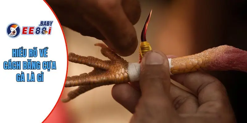 Hiểu rõ về cách băng cựa gà là gì
