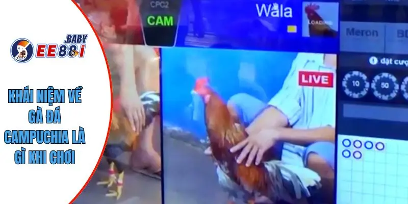 Khái niệm về gà đá campuchia là gì khi chơi