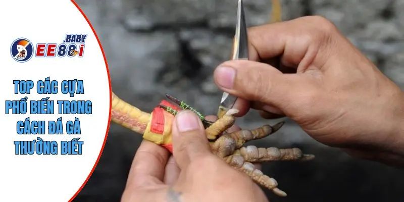 Top các cựa phổ biến trong cách đá gà thường biết
